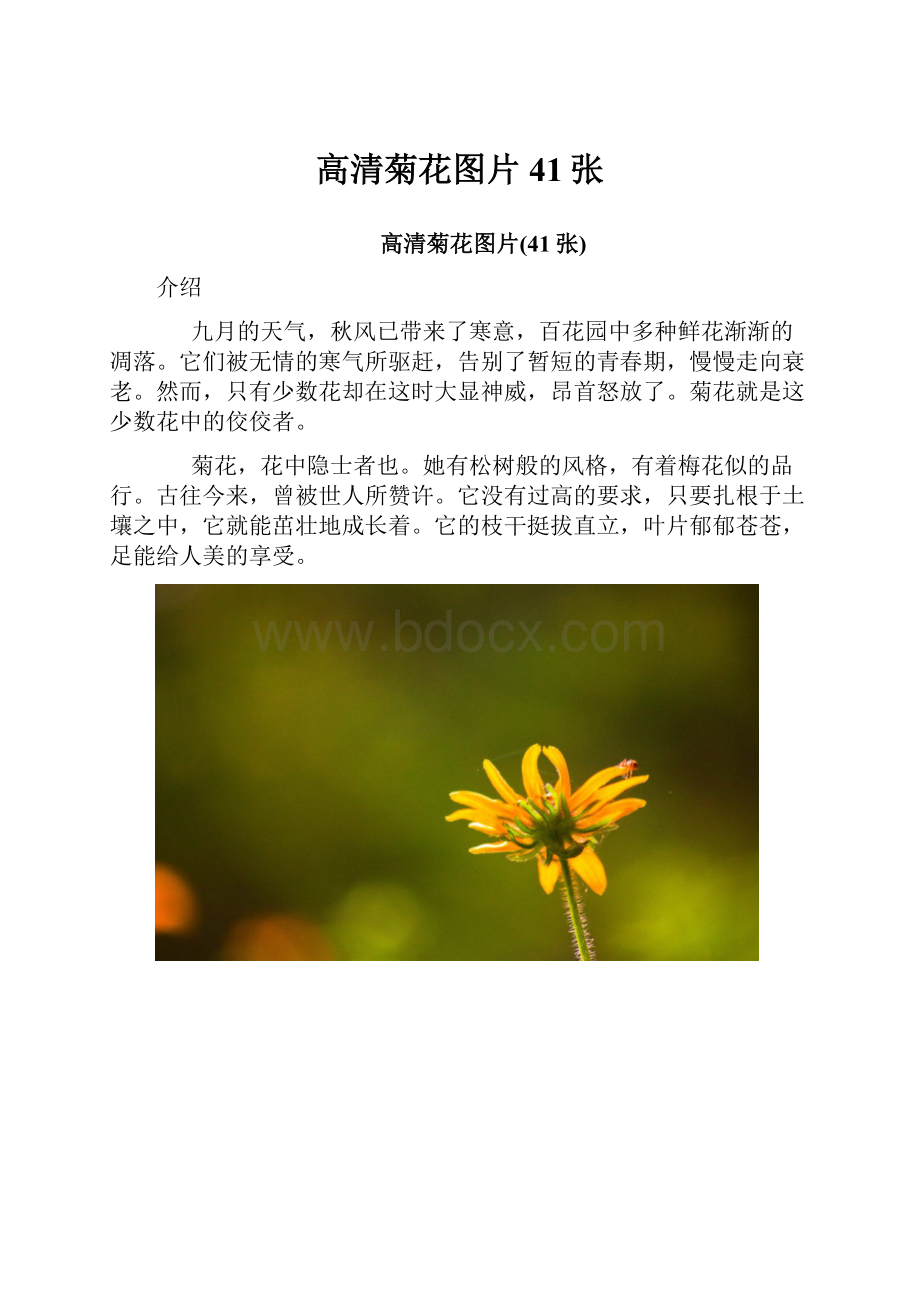 高清菊花图片41张.docx_第1页