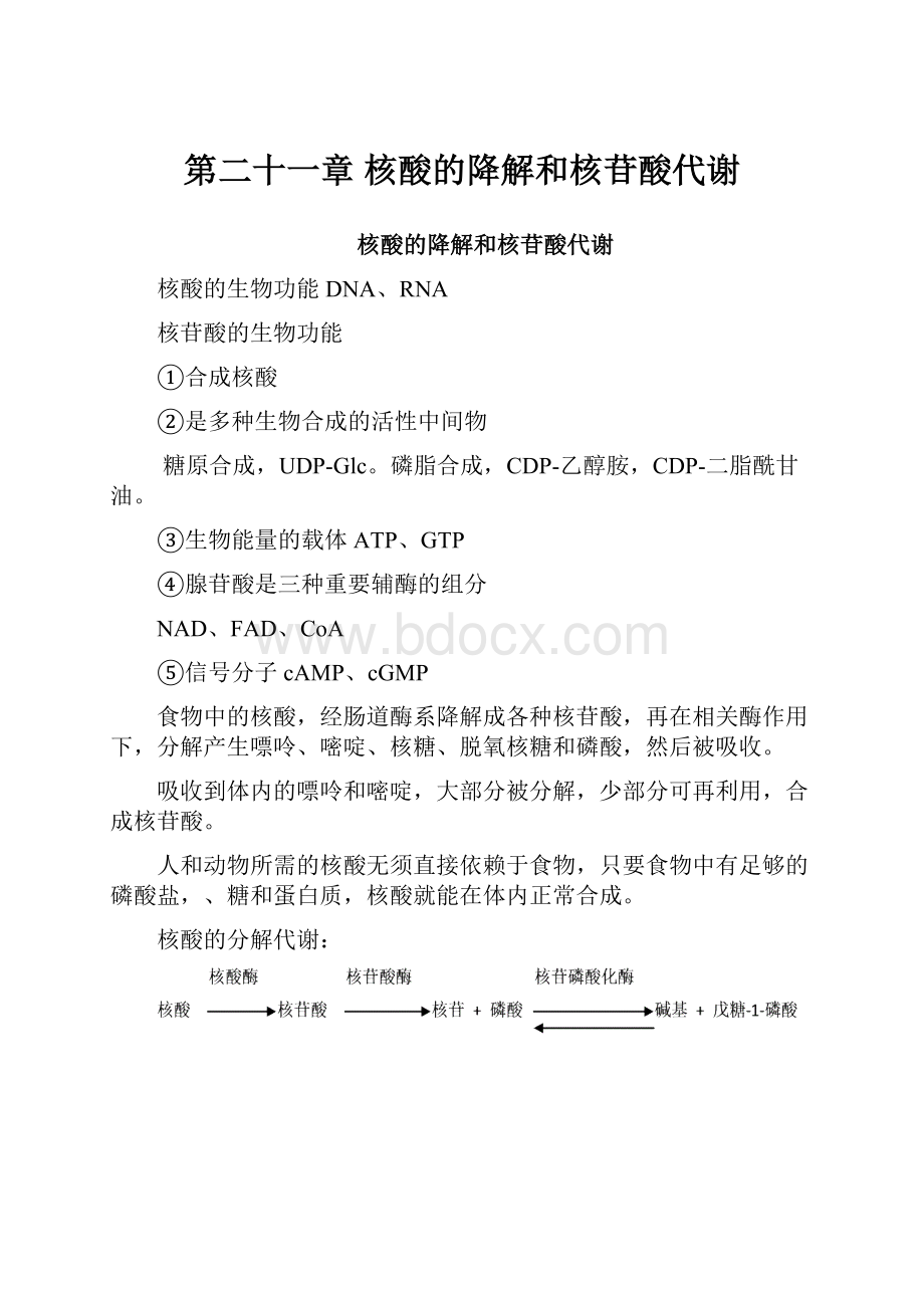 第二十一章核酸的降解和核苷酸代谢.docx_第1页