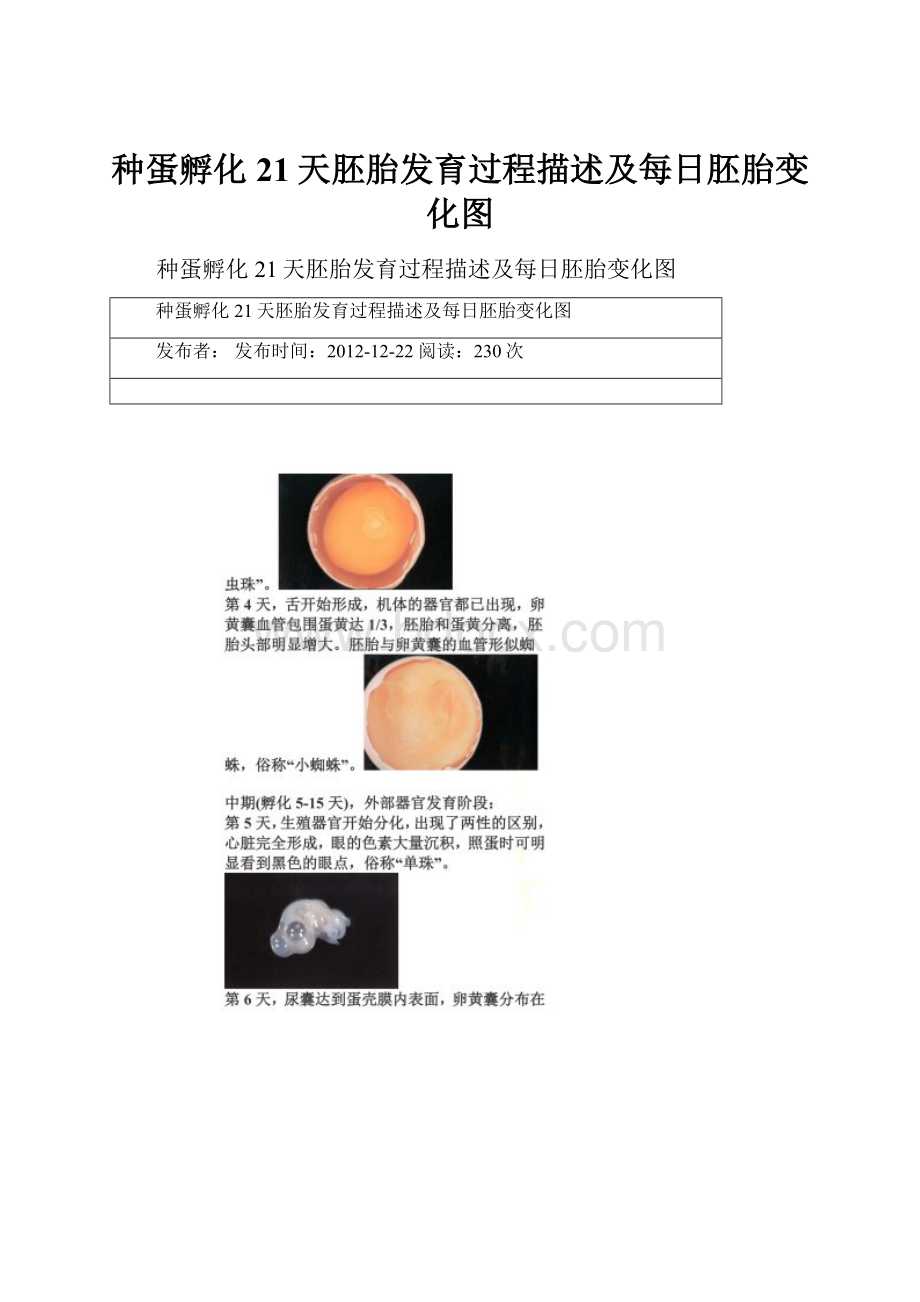 种蛋孵化21天胚胎发育过程描述及每日胚胎变化图.docx