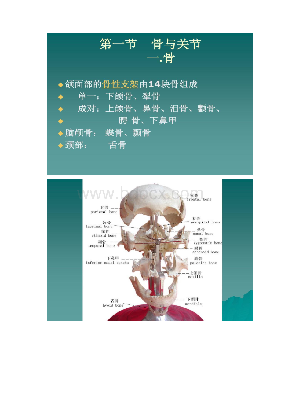 口腔面颈部系统解剖上下颌骨汇总.docx_第3页