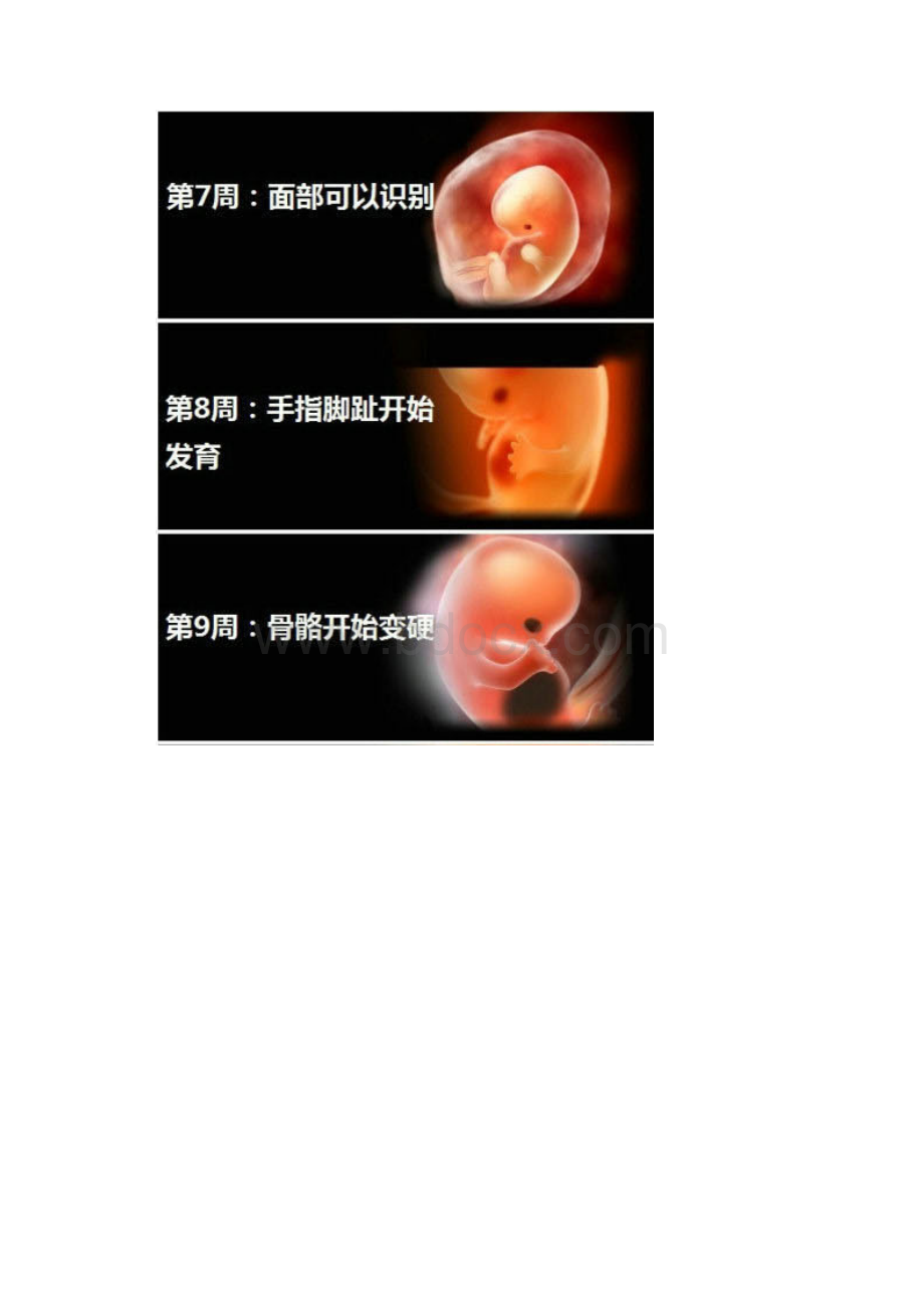 准妈妈必看怀孕140周胎儿发育图.docx_第3页