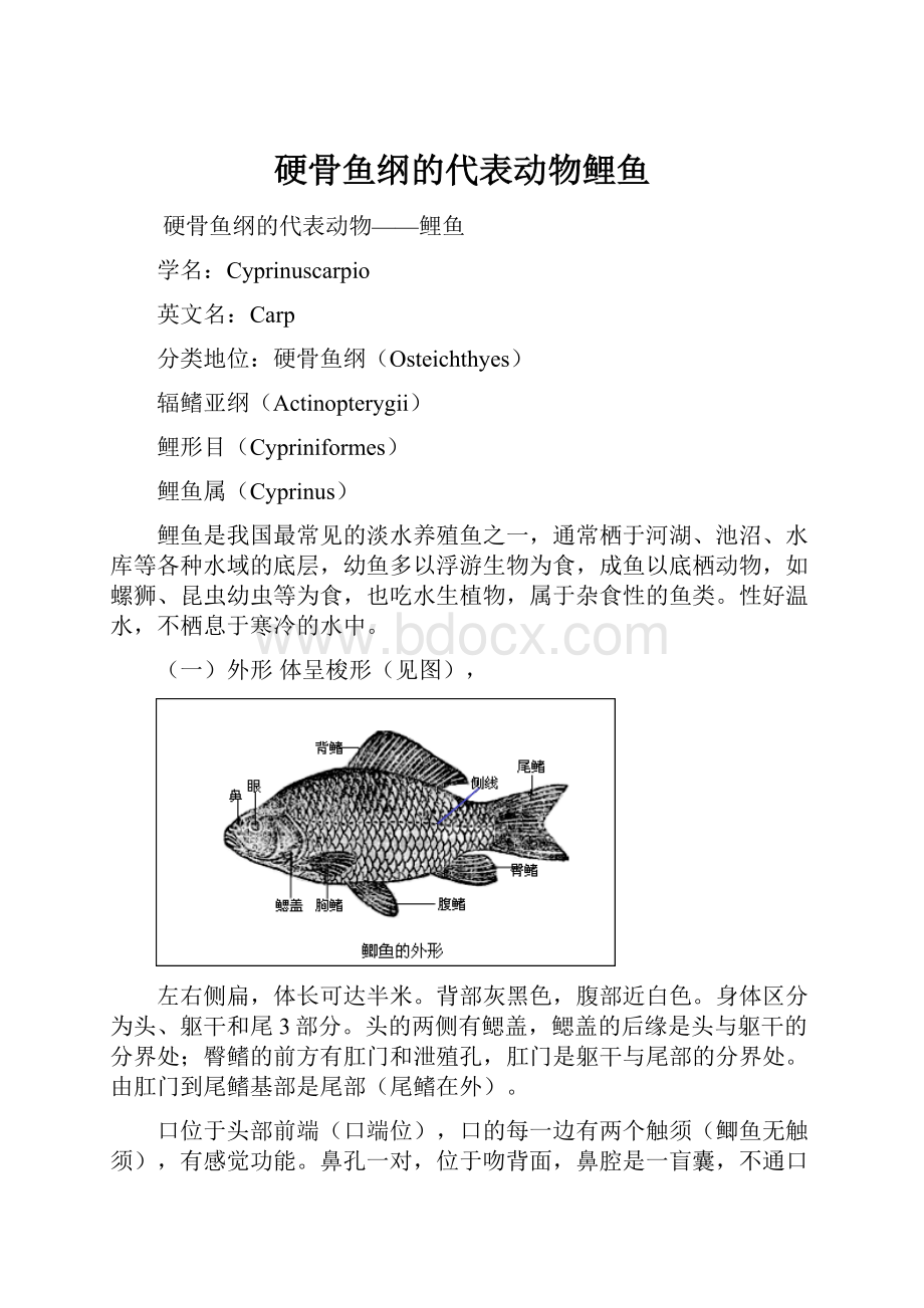 硬骨鱼纲的代表动物鲤鱼.docx