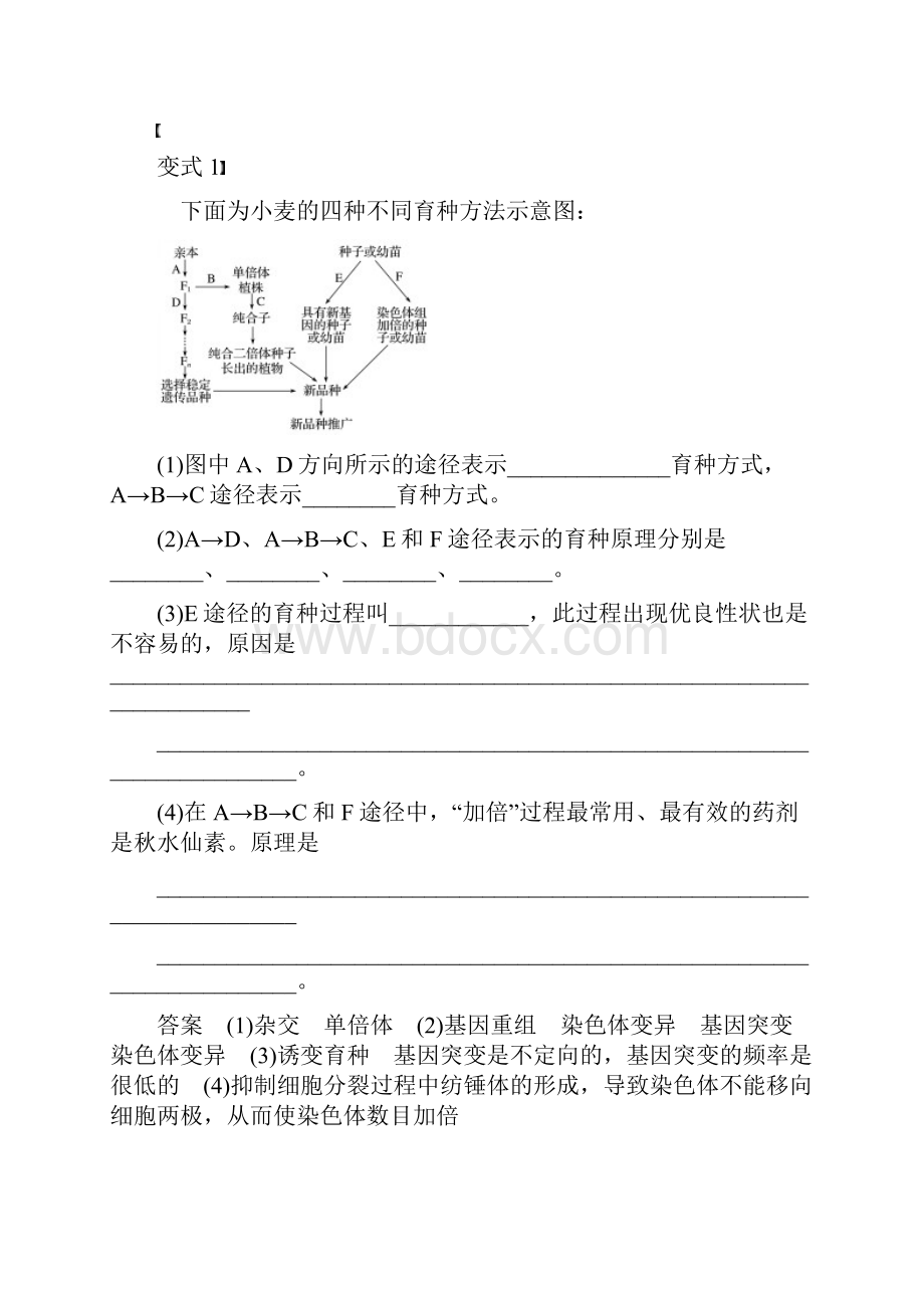 学年人教版必修2 第6章 微专题八 生物育种的相关解题方法 学案.docx_第3页