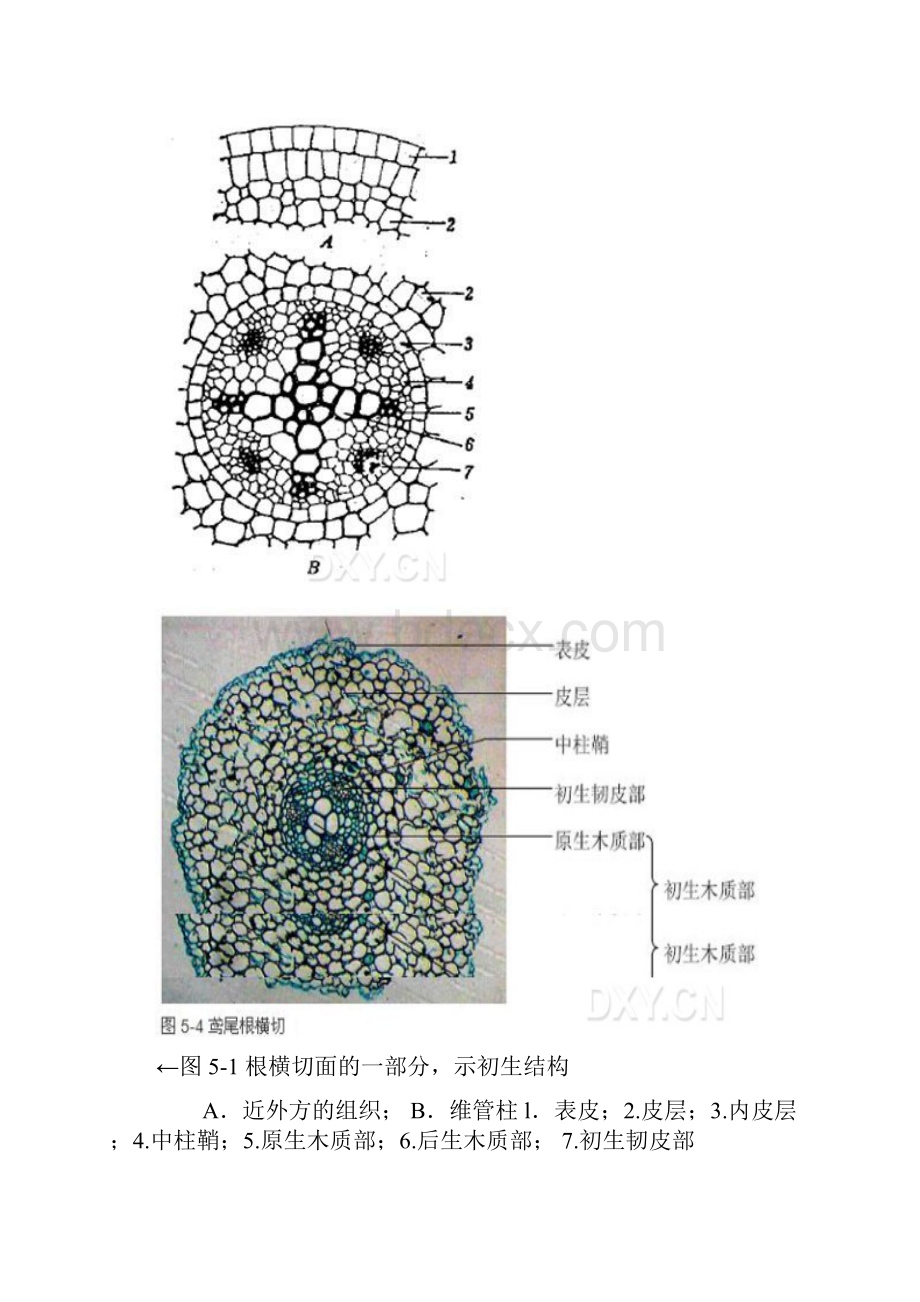 植物地根地结构及其功能地观察.docx_第2页