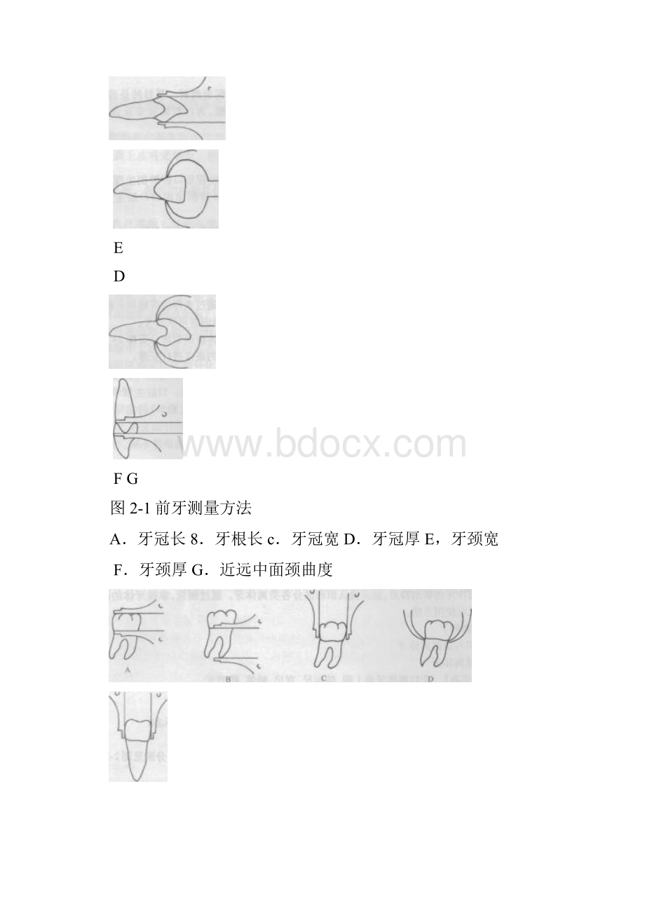 牙体解剖生理学实验教程.docx_第3页