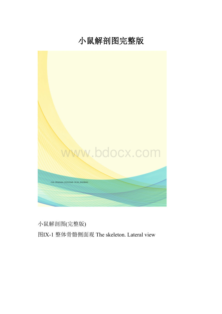 小鼠解剖图完整版.docx