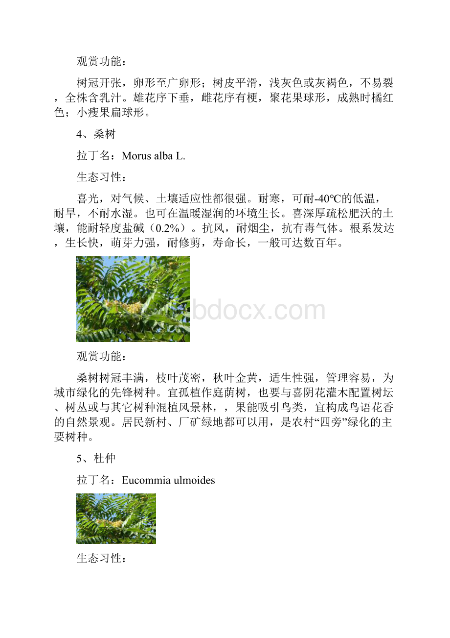 适宜在工厂种植的乔木.docx_第3页