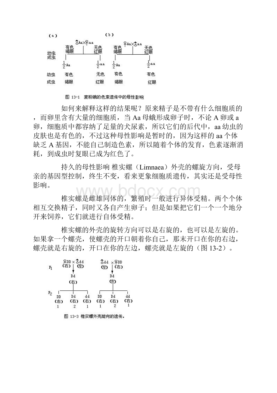 第十三章 细胞质和遗传.docx_第2页