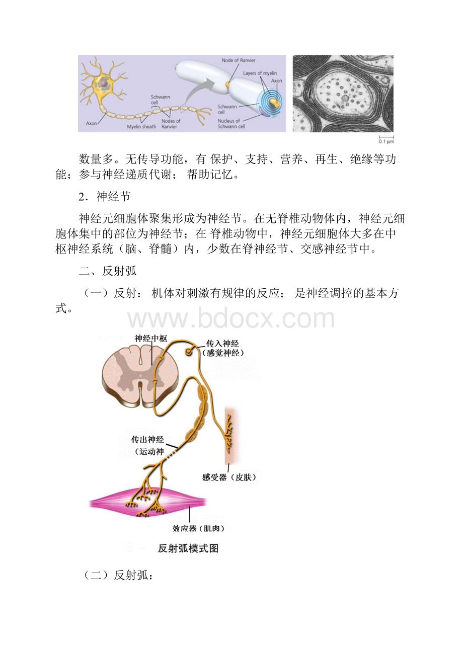 高中生物奥林匹克竞赛辅导专题讲座 专题十三 动物的神经系统.docx_第3页