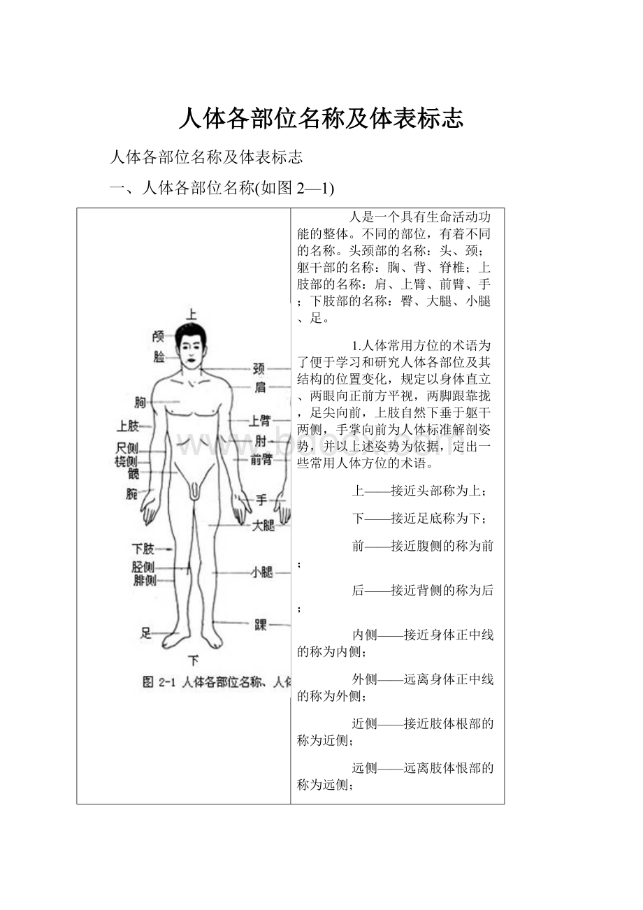 人体各部位名称及体表标志.docx_第1页