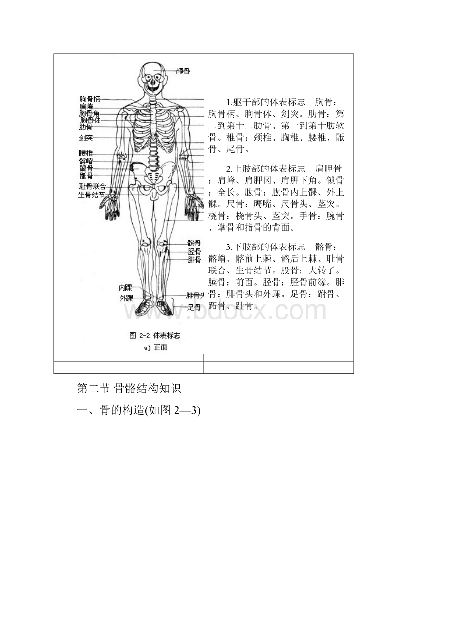 人体各部位名称及体表标志.docx_第3页