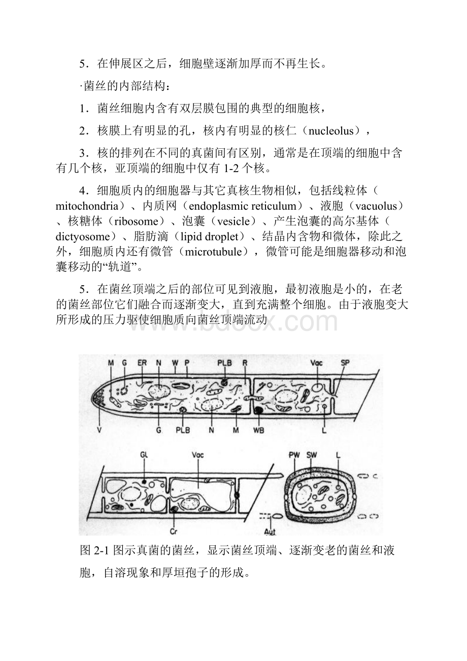 2真菌的营养体2.docx_第2页