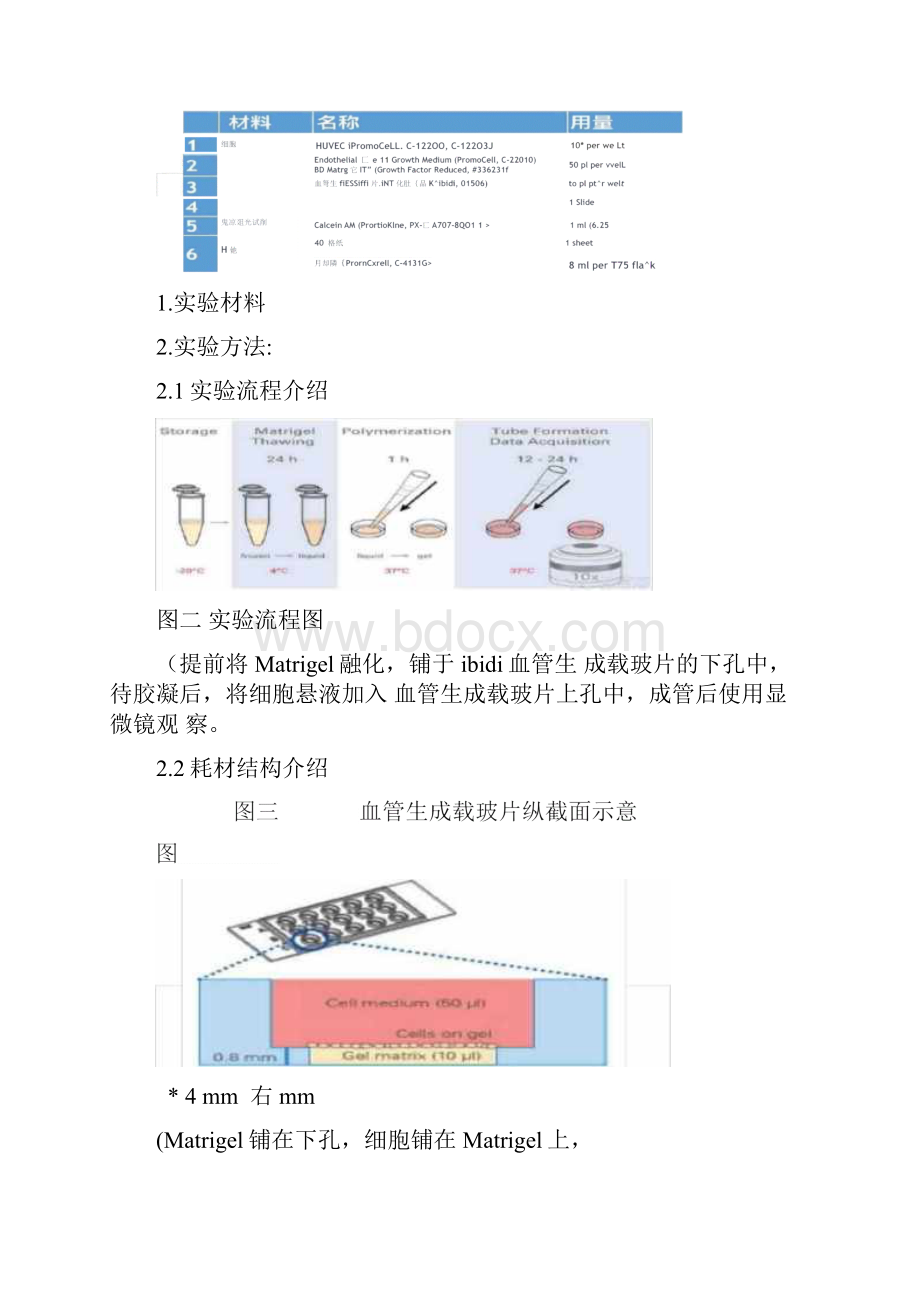 血管生成实验步骤实验方法完善版.docx_第2页