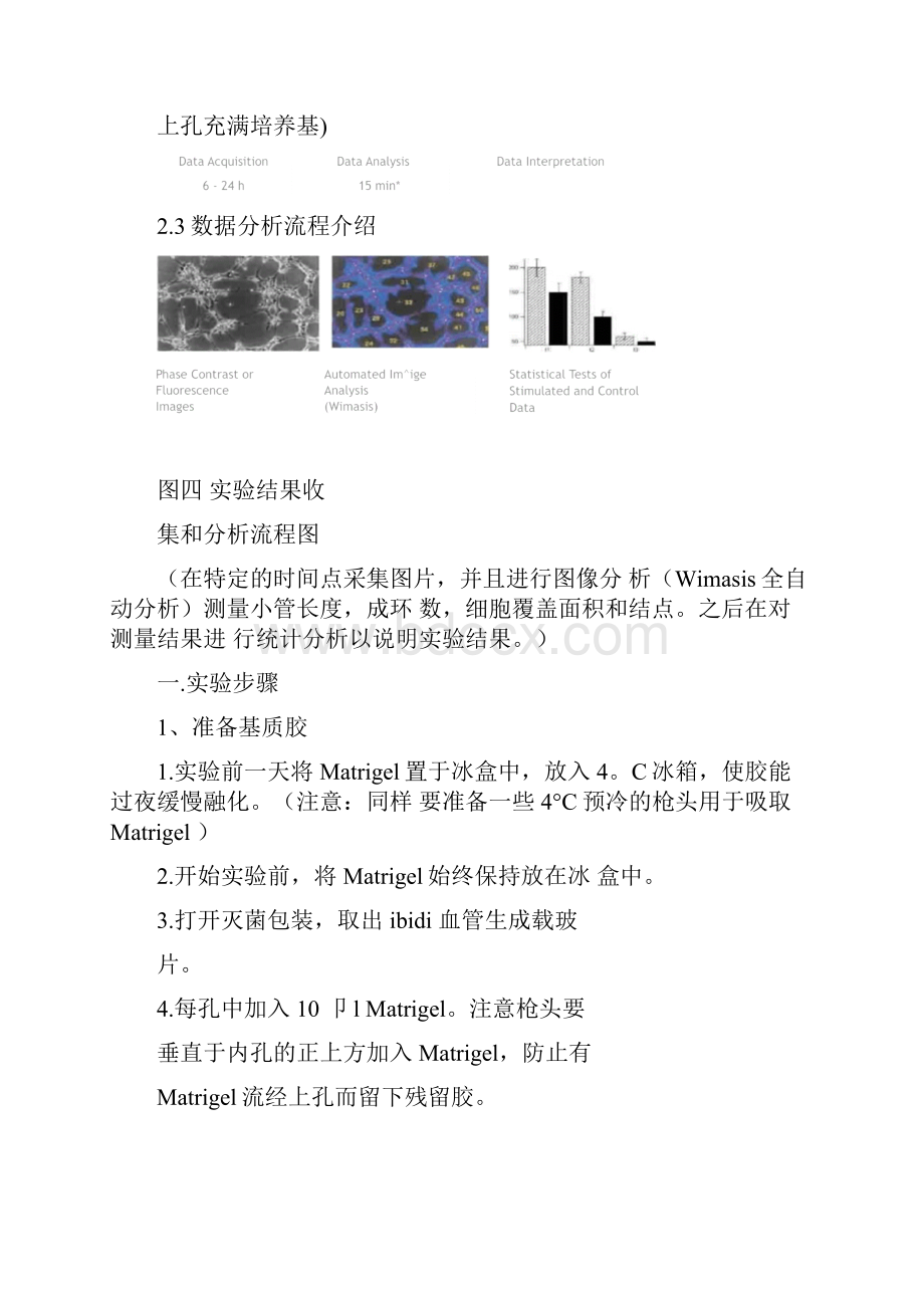 血管生成实验步骤实验方法完善版.docx_第3页