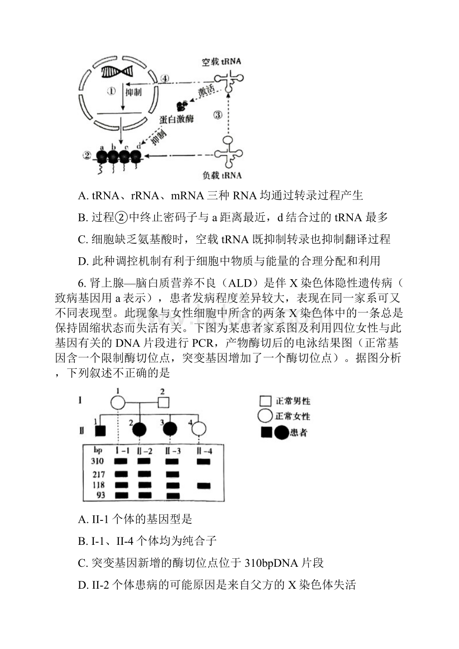 届北京市东城区高三下学期综合练习一一模生物试题1卷.docx_第3页