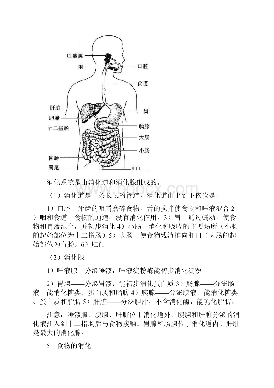 七年级生物下册知识点总结人教部编版.docx_第3页