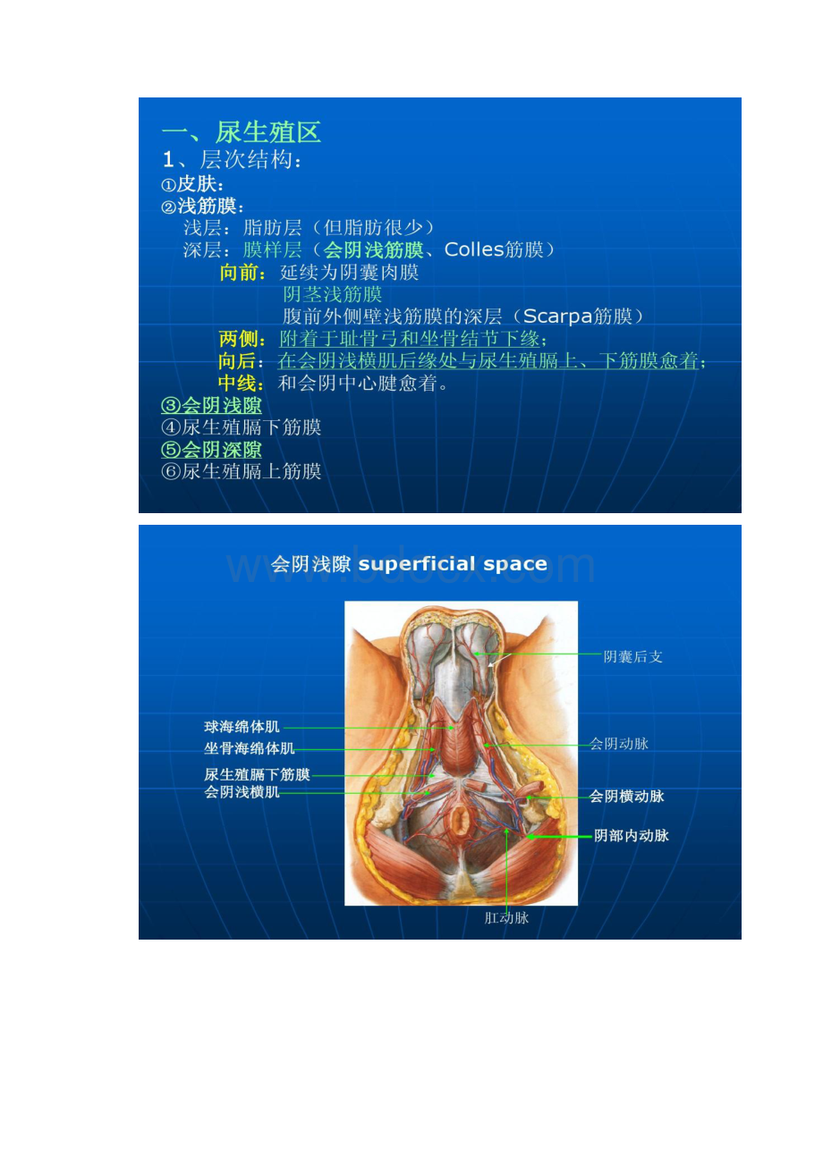 局部解剖学课件会阴部.docx_第2页