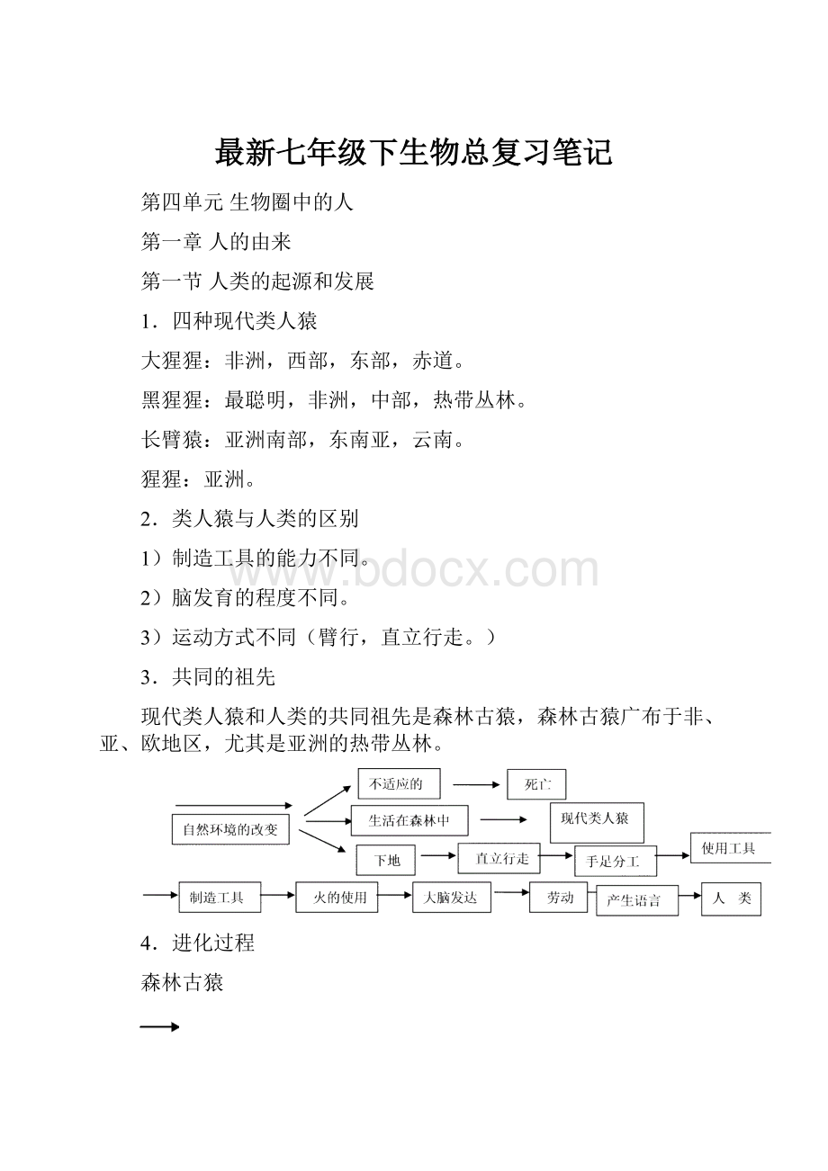 最新七年级下生物总复习笔记.docx