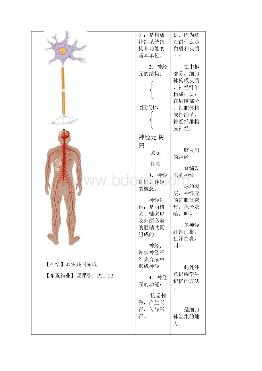 生物第15章第1节人体的神经调节 教案.docx_第2页