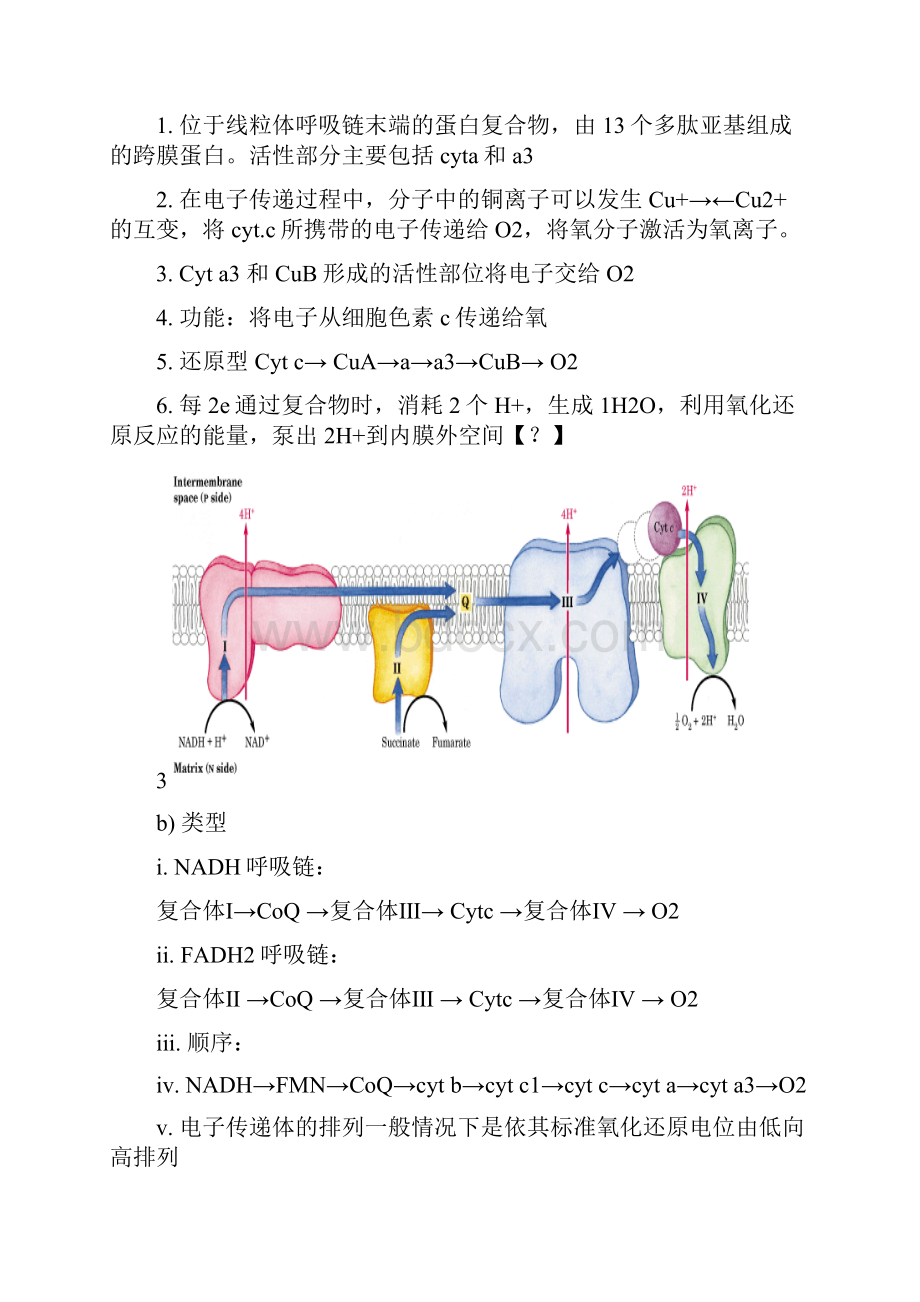 生物化学复习提纲下1.docx_第3页