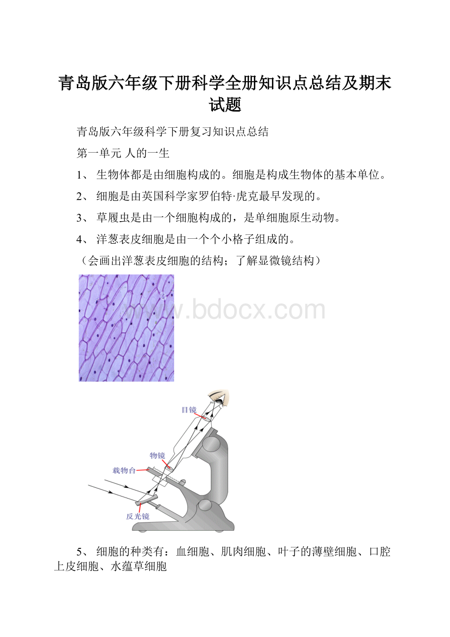 青岛版六年级下册科学全册知识点总结及期末试题.docx_第1页