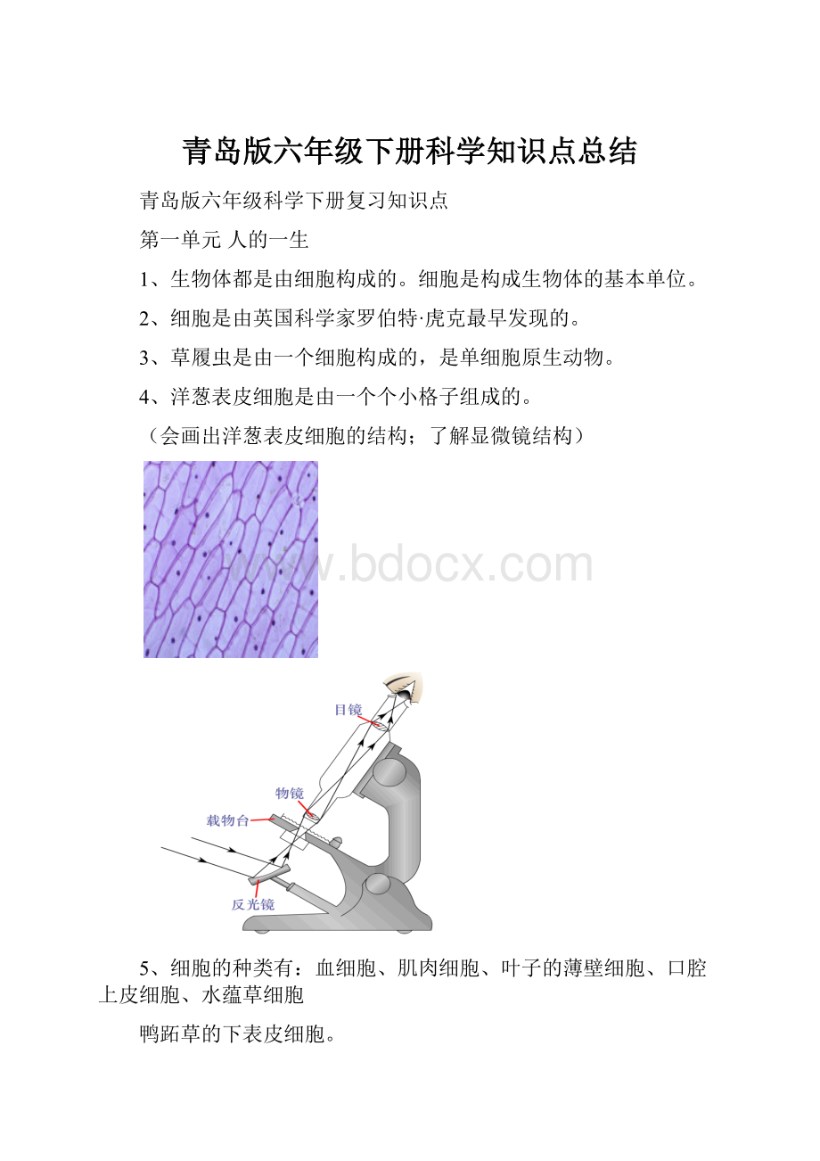 青岛版六年级下册科学知识点总结.docx