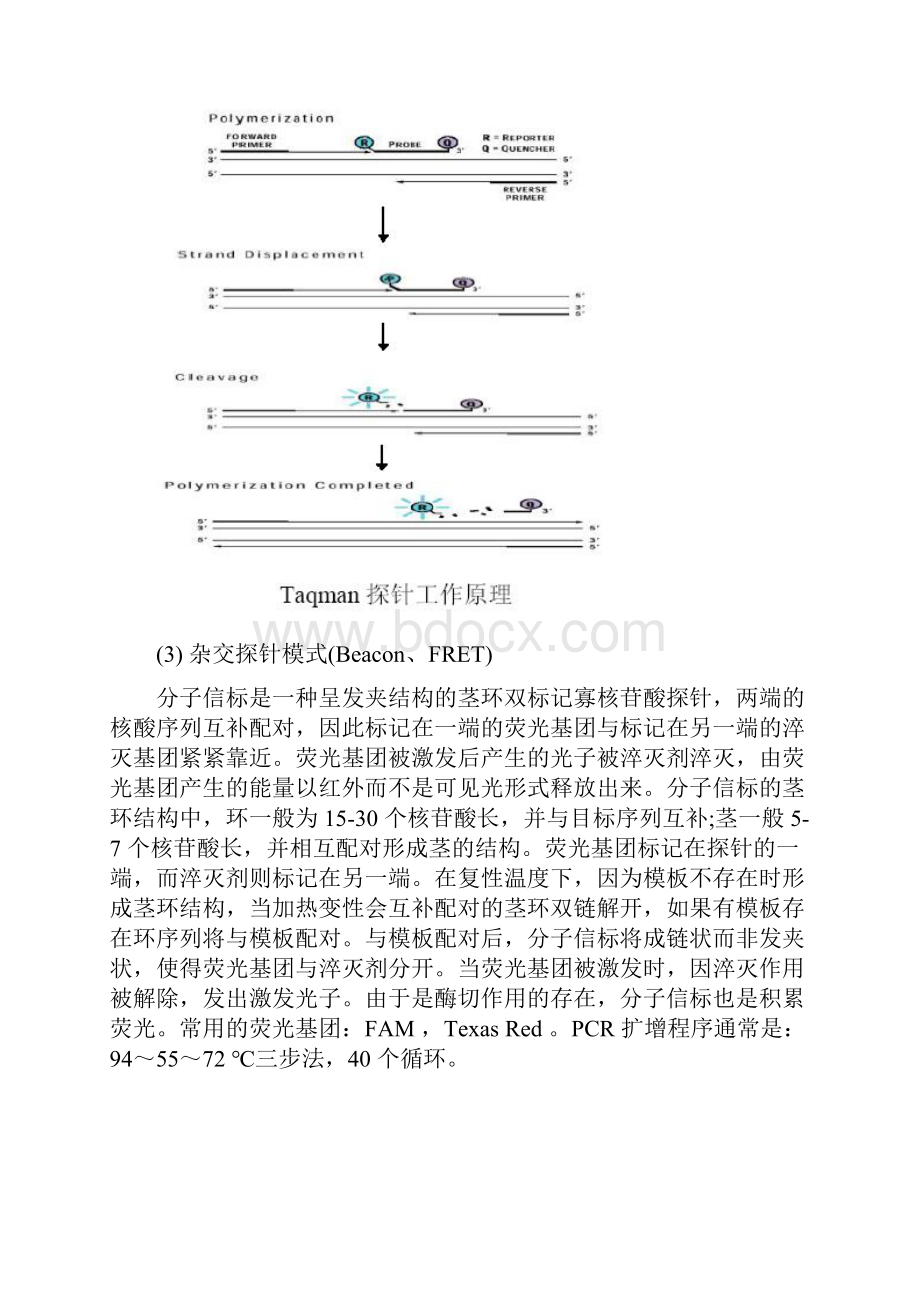 三种荧光定量PCR检测方法比较.docx_第3页