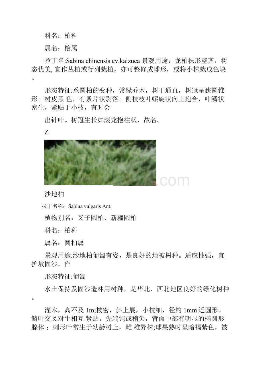 北方常见树种10.docx_第3页