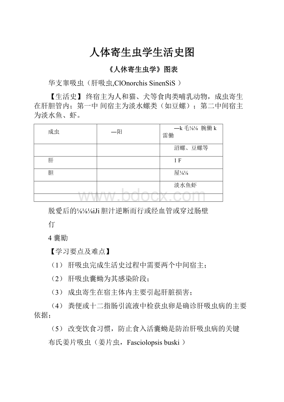 人体寄生虫学生活史图.docx_第1页