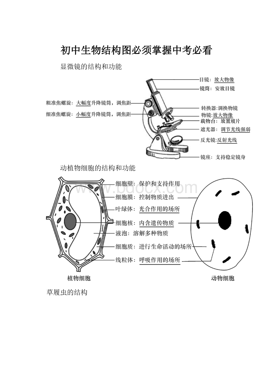 初中生物结构图必须掌握中考必看.docx_第1页