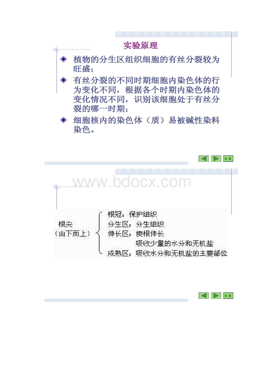 洋葱根尖细胞有丝分裂观察概况.docx_第2页