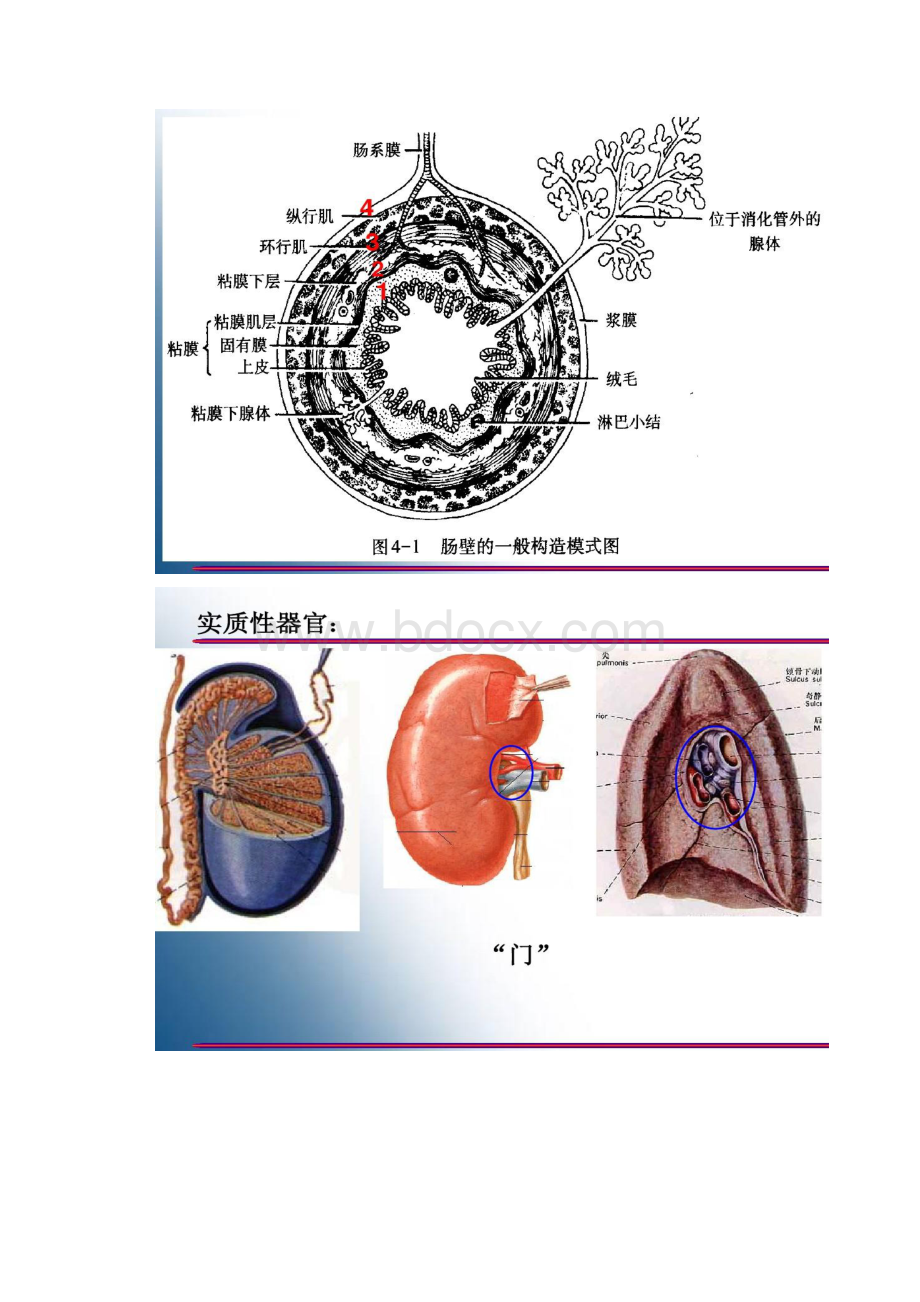 内脏总论口咽食管胃精.docx_第3页