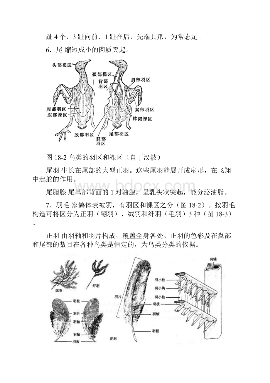 鸽子解剖.docx_第3页