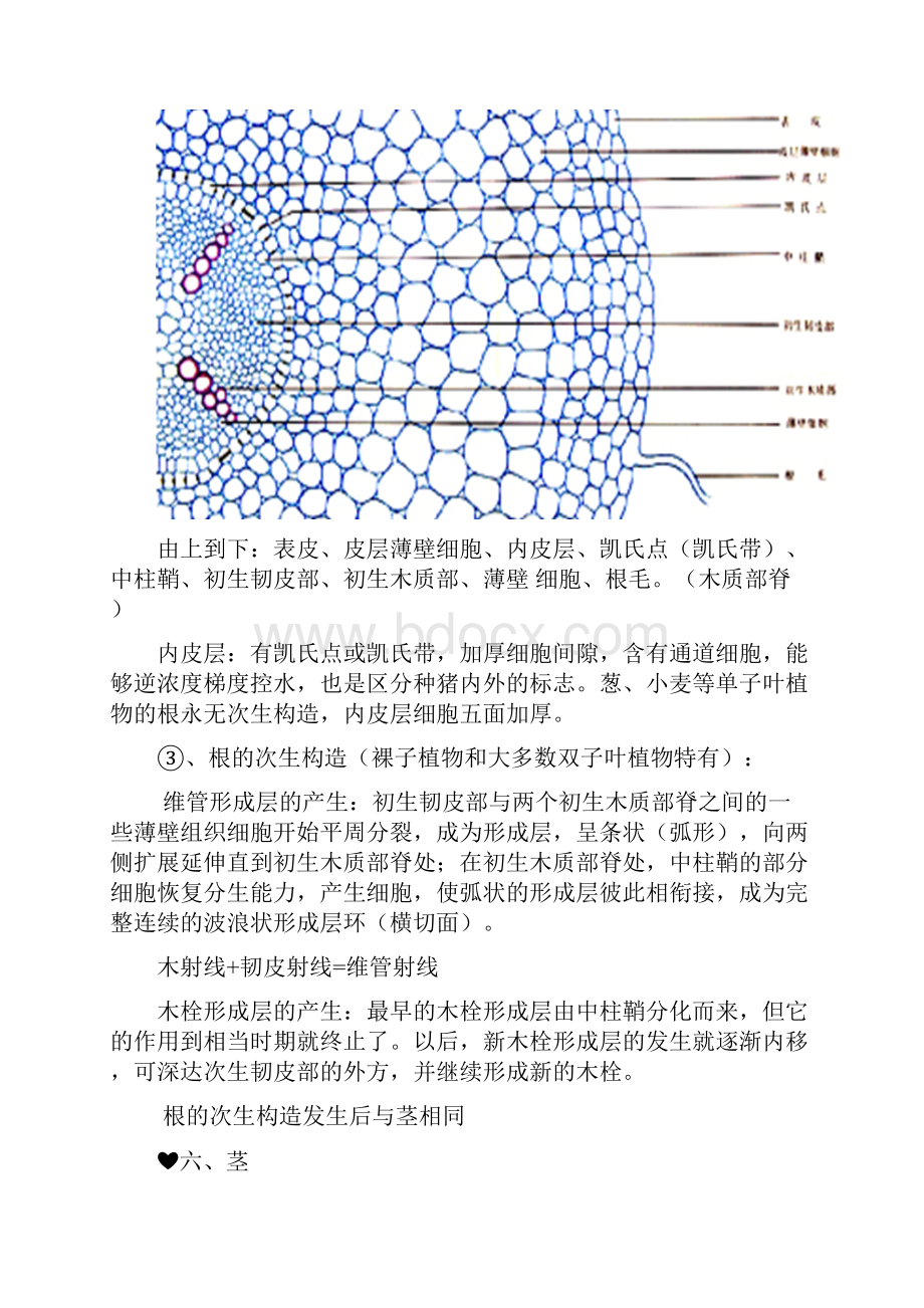 植物学上 期末复习.docx_第2页