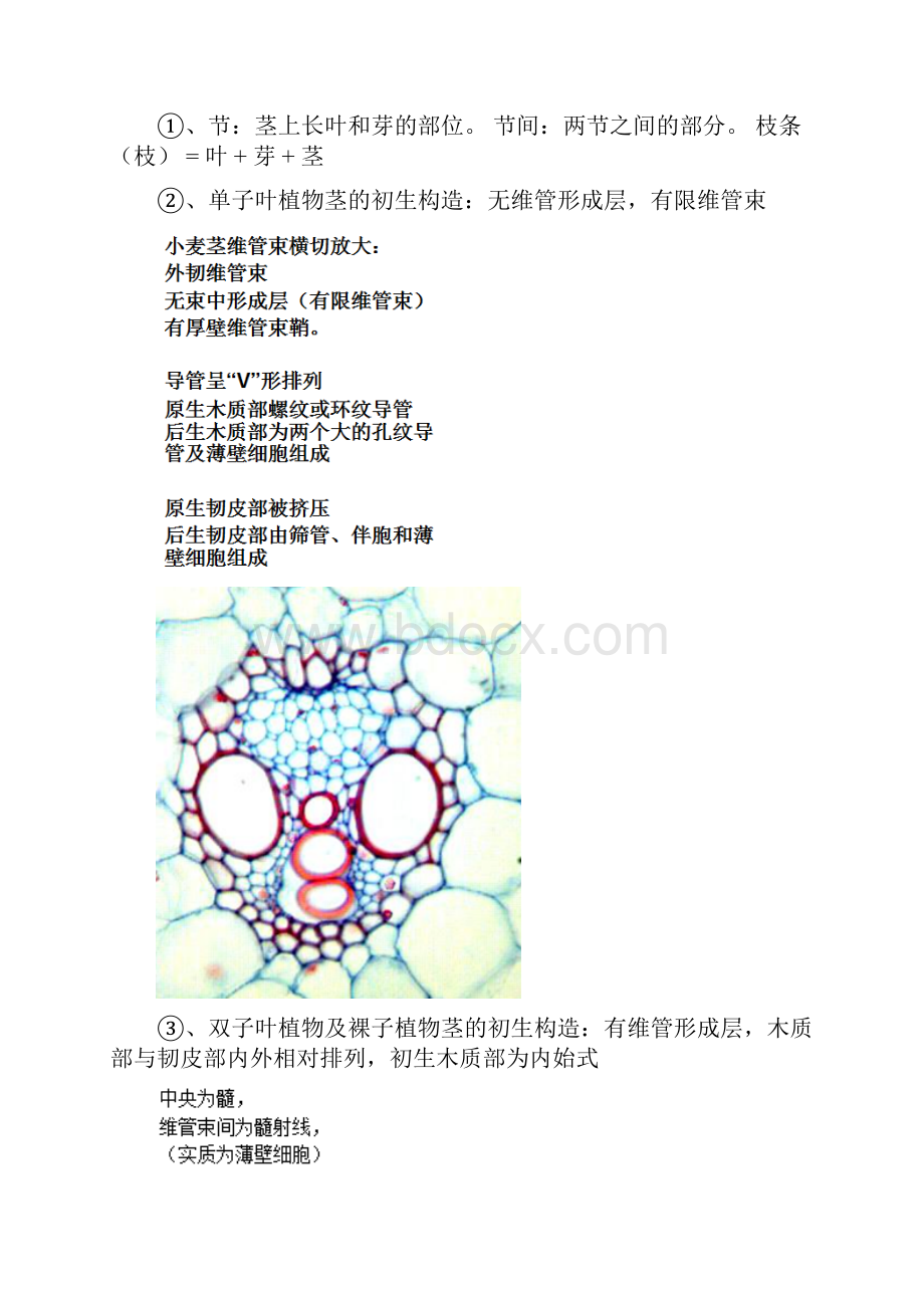 植物学上 期末复习.docx_第3页