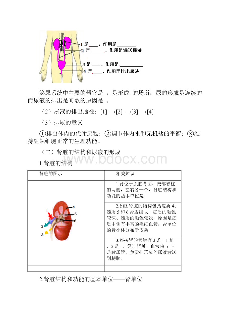 人教版生物中考一轮复习 人体内废物的排出.docx_第2页