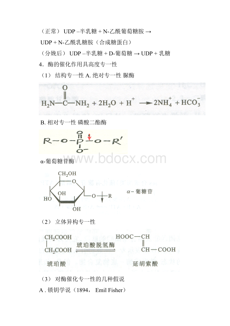 057酶1 第三章酶化学.docx_第2页