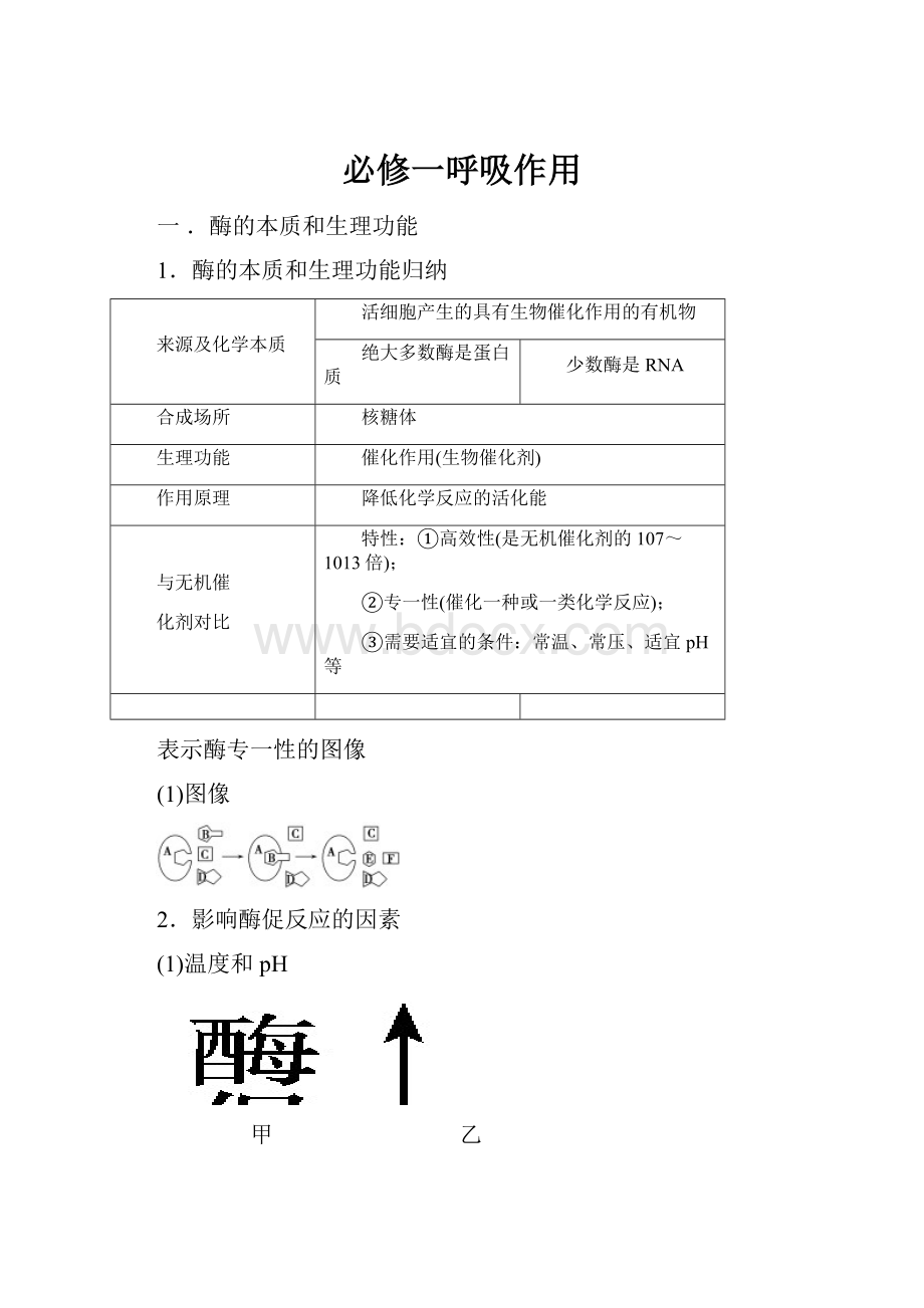 必修一呼吸作用Word下载.docx_第1页