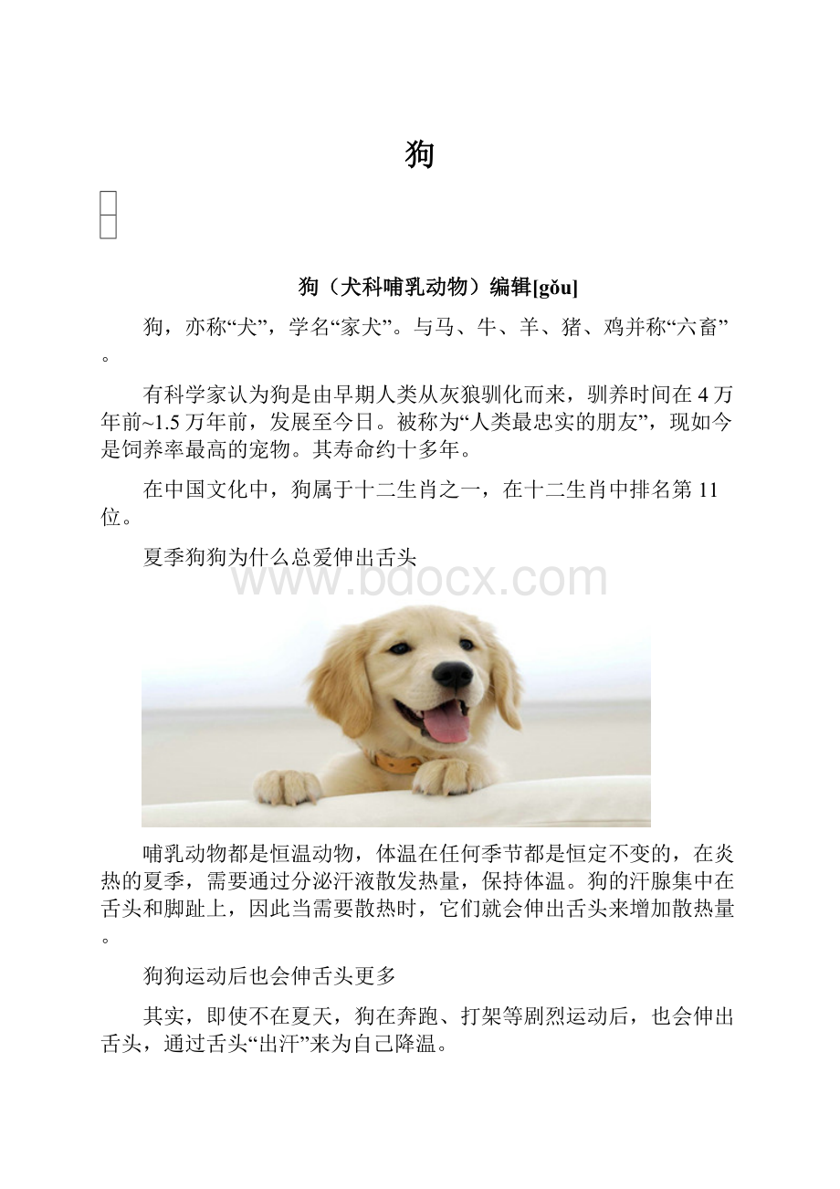 狗.docx_第1页