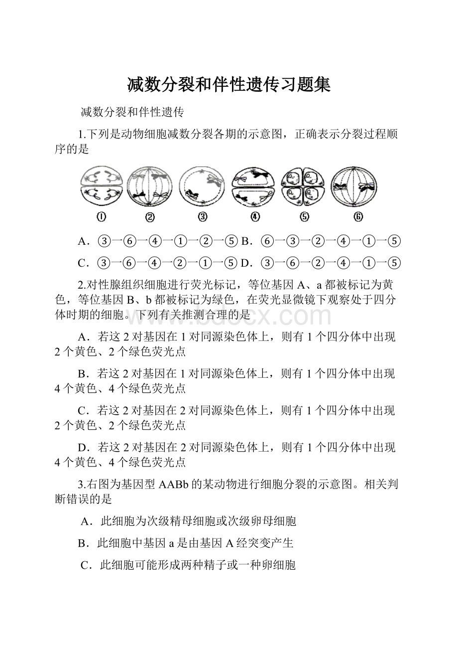 减数分裂和伴性遗传习题集Word下载.docx_第1页