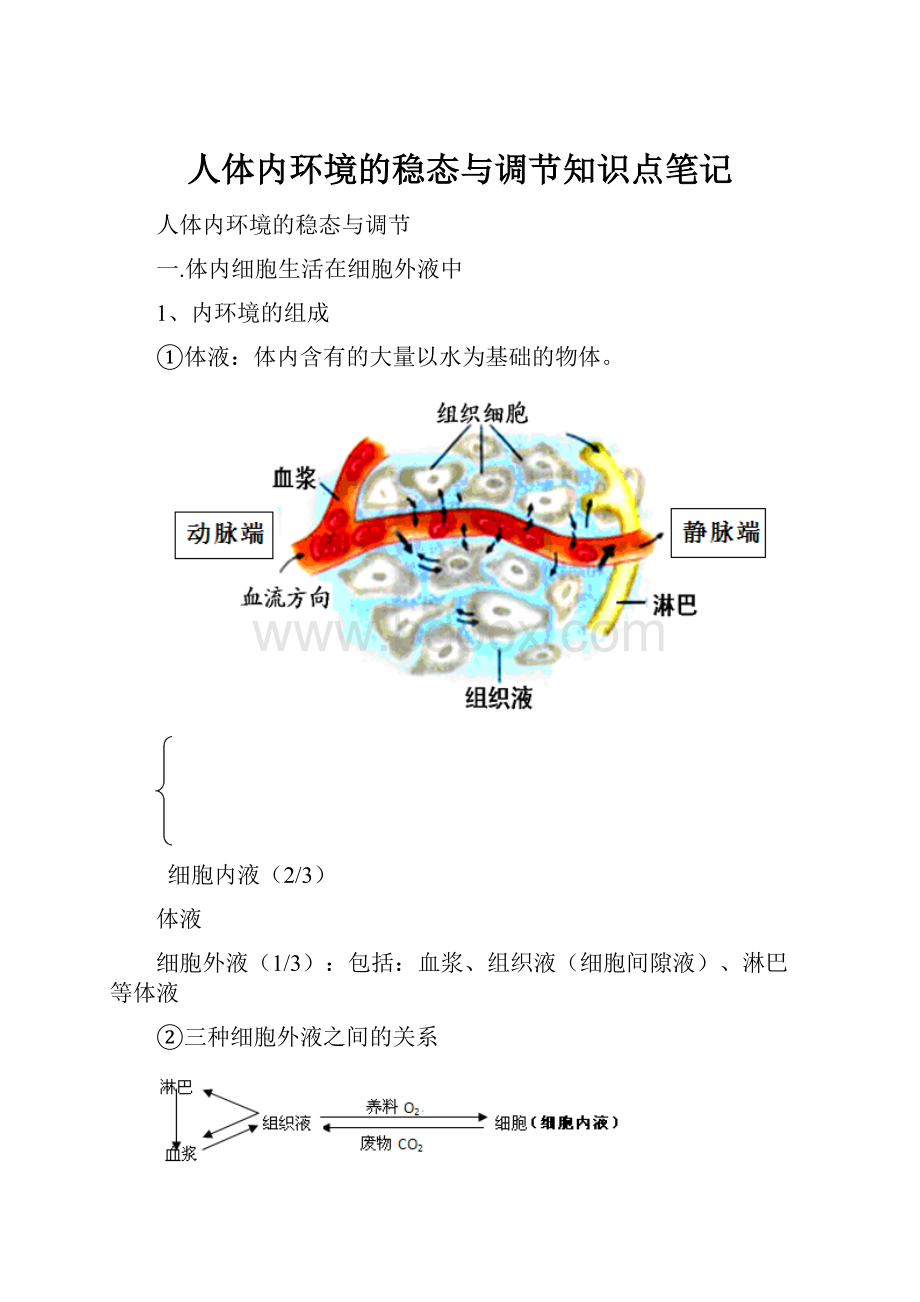 人体内环境的稳态与调节知识点笔记Word格式.docx