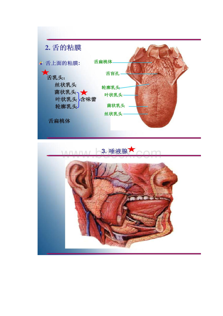 胃的形态结构精Word文件下载.docx_第3页