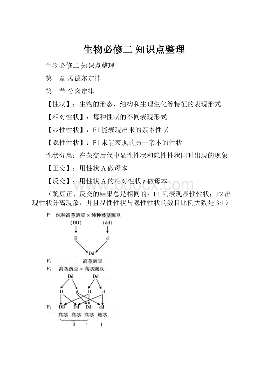 生物必修二 知识点整理Word格式.docx