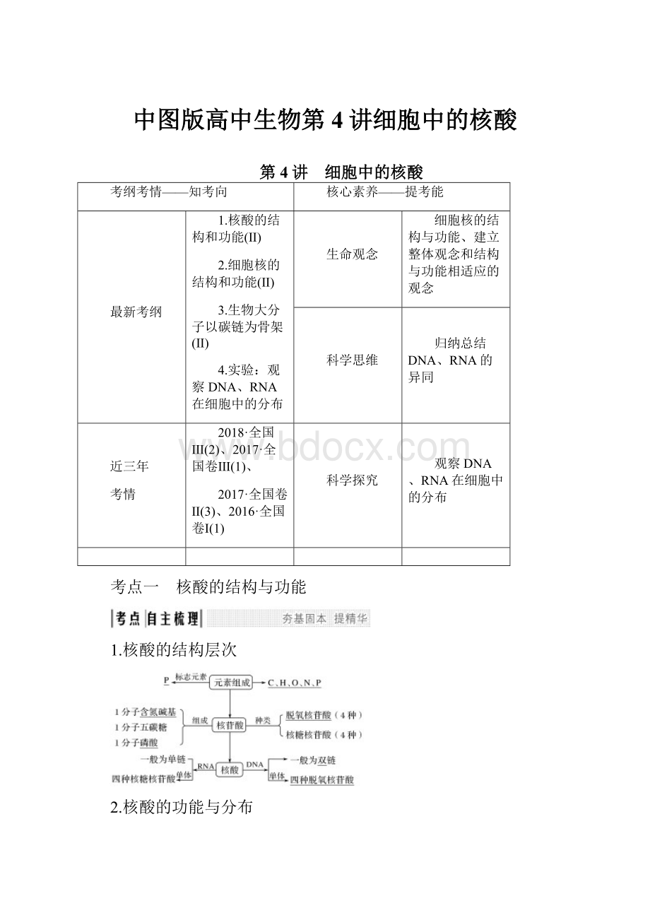 中图版高中生物第4讲细胞中的核酸Word格式.docx_第1页