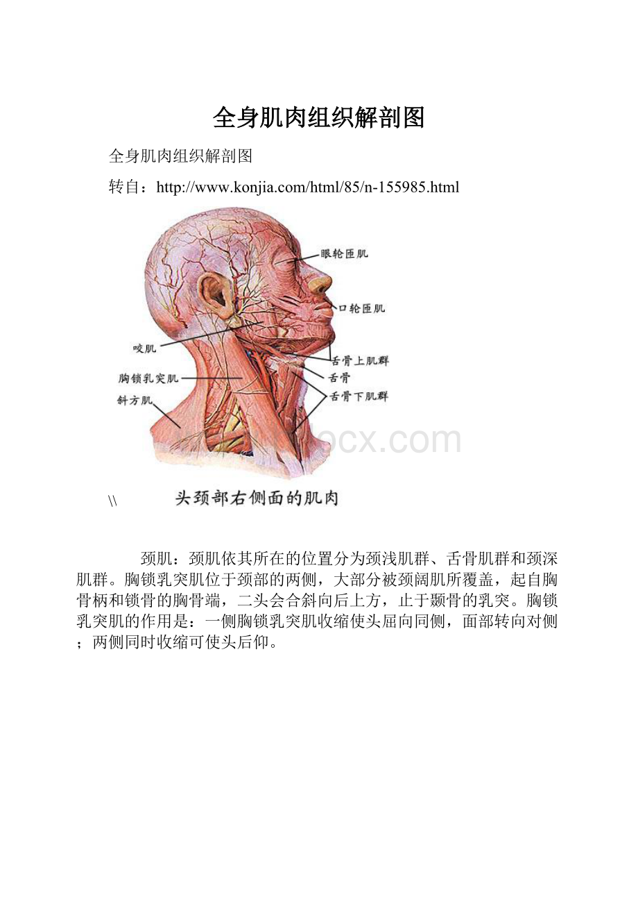 全身肌肉组织解剖图Word文档下载推荐.docx