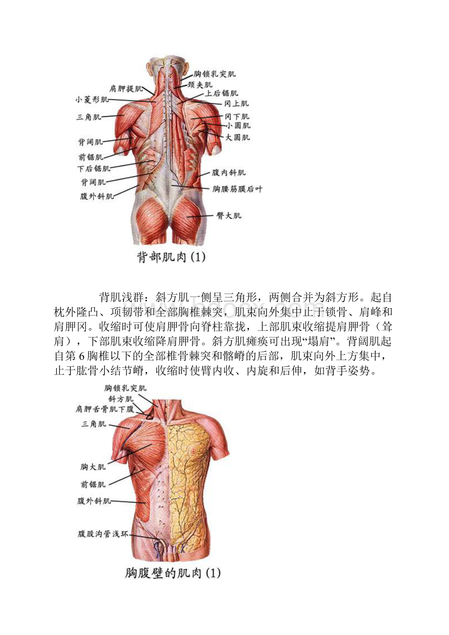 全身肌肉组织解剖图.docx_第2页