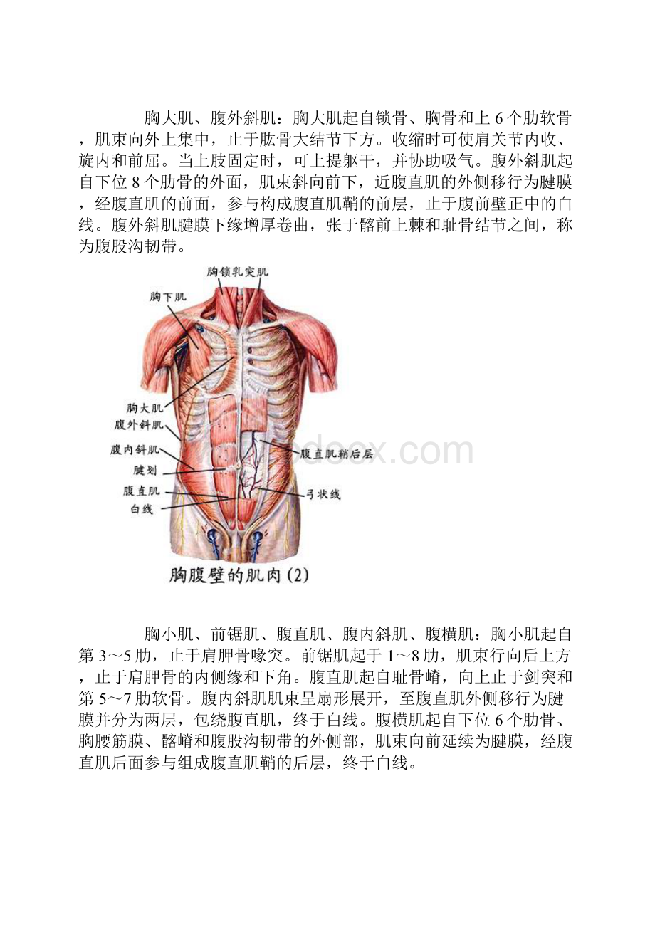 全身肌肉组织解剖图.docx_第3页