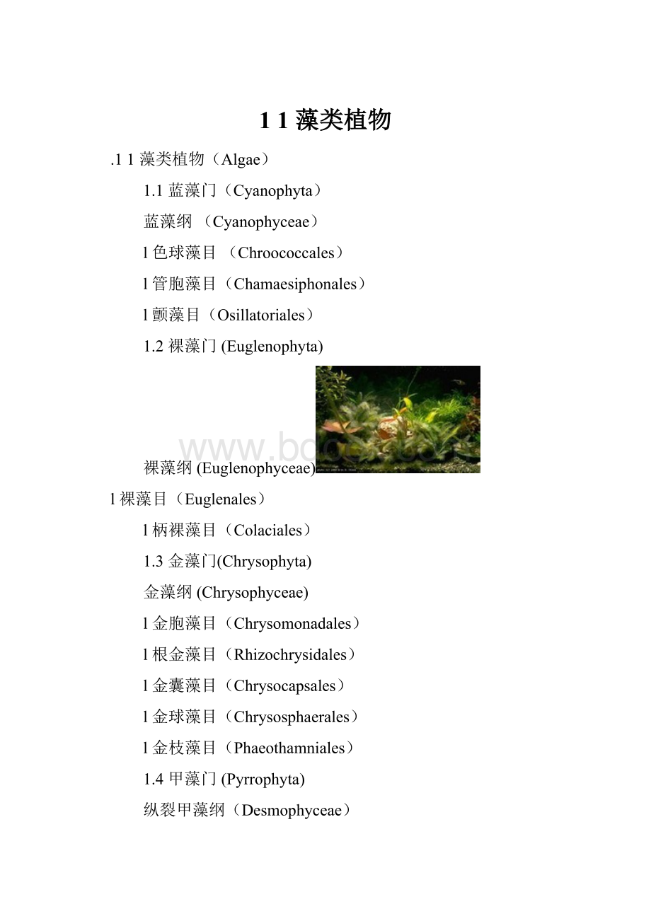 1 1 藻类植物.docx_第1页