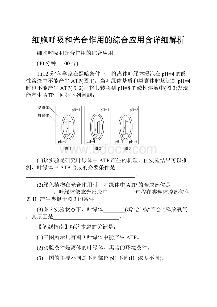 细胞呼吸和光合作用的综合应用含详细解析.docx