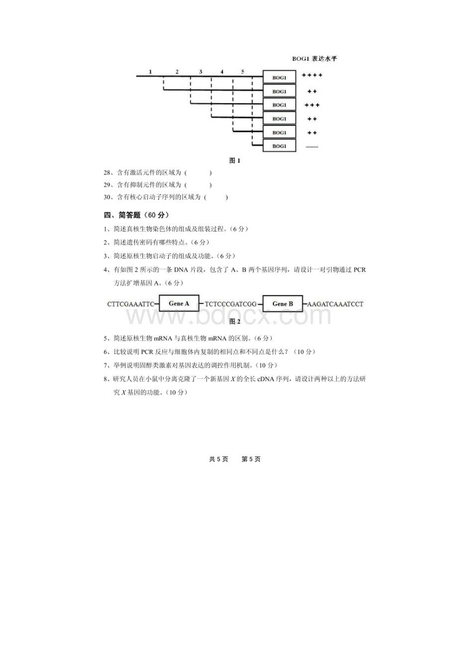 成都电子科技大学 分子生物学 硕士研究生考研真题.docx_第3页